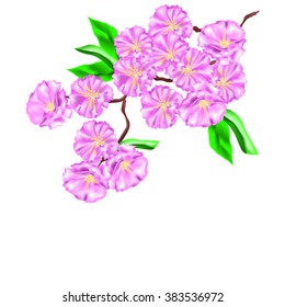 Branch of cherry blossoms for the compliments. Realistic blossoms cherry with green leaves.