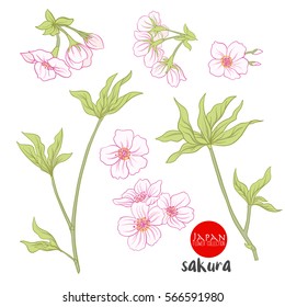 Branch of cherry blossoms, japanese cherry. Stock line vector illustration botanic flowers.