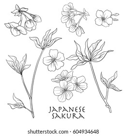 Branch cherry blossoms  japanese cherry  Stock line vector illustration botanic flowers  Outline drawing 