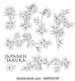 Branch of cherry blossoms, japanese cherry. Stock line vector illustration botanic flowers. Outline drawing.