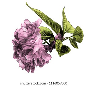 branch with cherry blossoms and leaves, sketch vector graphics color illustration on white background