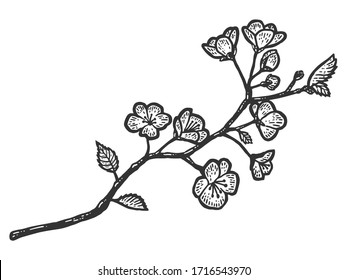 A branch of cherry blossoms. Sketch scratch board imitation. Black and white. Engraving vector illustration