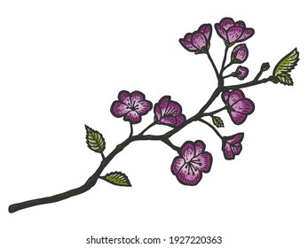 A branch of cherry blossoms. Sketch scratch board imitation.