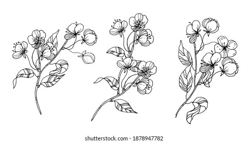 Branch with cherry flowers. Vector illustration. Linear drawing.