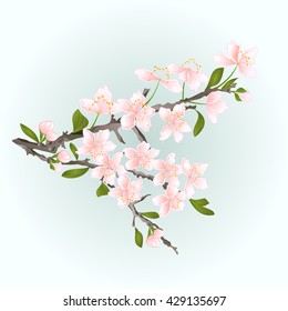 Branch cherry sakura flowers with leaves vector illustration 