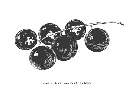 Branch of cherry tomatoes drawn in sketch style. Black and white illustration of vegetable isolated on white background. Vintage engraving
