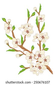 Branch of Cherry Tree