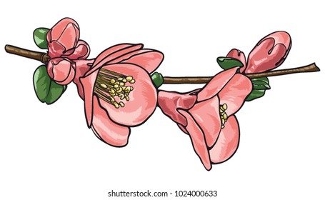 Branch of cherry tree with flowers and leaves vector illustration. Cherry tree in bloom.