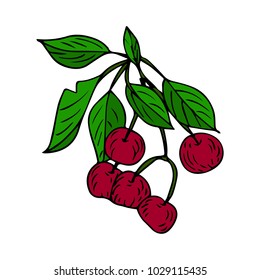 Branch with cherry tree vector illustration.