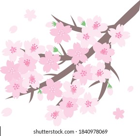 Branch of the cherry tree which bloomed in full bloom in the spring