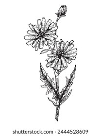 A branch with chicory flowers is hand-drawn, isolated on a white background. Bouquet of flowers vector graphics.