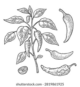 Branch of chili plant with leaf and pepper. Vintage vector engraving color illustration isolated on white. Hand drawn design element