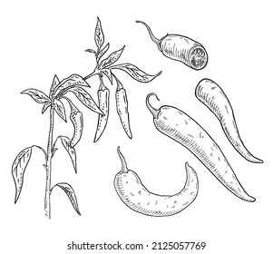 Branch of chilli with leaf and pepper. Vintage vector engraving black hand drawn illustration isolated on white background