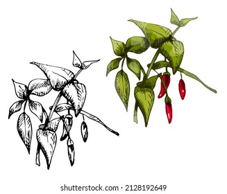 Branch of chilli with leaf and pepper. Vintage vector hatching color hand drawn illustration isolated on white background