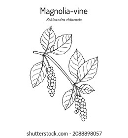 Branch of Chinese Schisandra (magnolia-vine or five flavor berry), edible and medicinal plant. Hand drawn botanical vector illustration