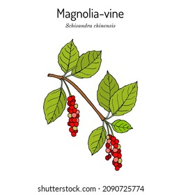 Branch of Chinese Schisandra (magnolia-vine or five flavor berry), edible and medicinal plant. Hand drawn botanical vector illustration