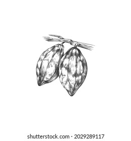 Branch of chocolate cocoa plant with fruits and leaves. Beans of cacao tree for cooking of nature sweet food. Vector isolated illustration for menu or logo in engraved style.
