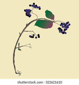 Branch of chokeberry or fresh aronia berries isolated on yellow background. Vector