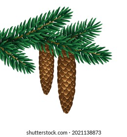 Branch of Christmas fir tree with hanging pine cones isolated on white background. Vector illustration. Spruce cedar twig with green needles.