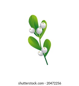 Branch of Christmas mistletoe