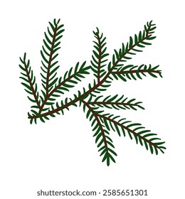 branch of the Christmas tree. Evergreen tree. Spruce. cedar twig. An illustration. Winter plants. Christmas tree. Festive. Natural diverse branches. Isolated decor for decoration. Hand-drawn