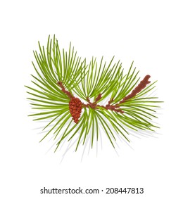 Branch of Christmas tree  mountain Pine branch whit pinecones vector illustration