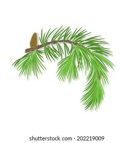 Branch of Christmas tree with pine cone vector illustration 