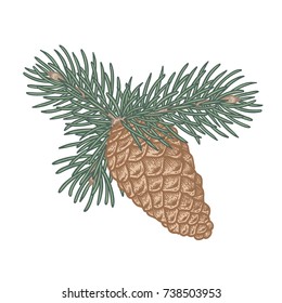 Branch of Christmas tree with pine cones. Traditional Christmas decoration symbol for greeting card, poster, textile, banner, website.