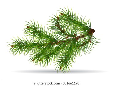 Branch of Christmas tree with pine cones,A collection of hand drawn delicate decorative vintage leaf in white background. 