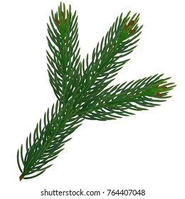 Branch of christmas tree. Realistic 3d vector illustration of spruce branch