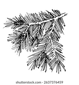 Branch of a Christmas tree, vector illustration, hand drawn. Graphics with a liner
