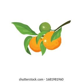 A branch of citrus fruit, citrus plant vector isolated icon. Composition of drawing oranges, or tangerines with leaves icon in cartoon style. Beautiful oranges ripen on a branch.