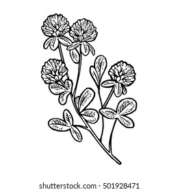 Branch of clover. Vector engraving vintage black illustration. Isolated on white background.