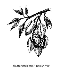 Branch with cocoa beans plant hand draw illustration sketch