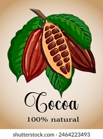 Branch with cocoa fruits.Vector illustration with cocoa fruits on a colored background with text.