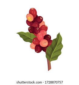 Branch of Coffea Plant with Ripe Edible Fruits and Green Leaves Vector Illustration