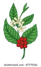 A branch of coffea tree isolated on white background.