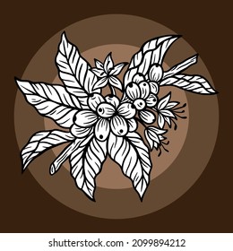 Branch of coffee with beans and leaf hand drawn for Shop Cafe Restaurants illustration