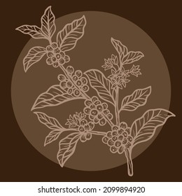 Branch of coffee with beans and leaf hand drawn for Shop Cafe Restaurants illustration