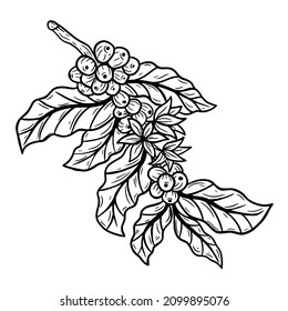 Branch of coffee with beans and leaf hand drawn for Shop Cafe Restaurants illustration