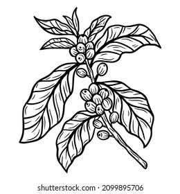 Branch of coffee with beans and leaf hand drawn for Shop Cafe Restaurants illustration
