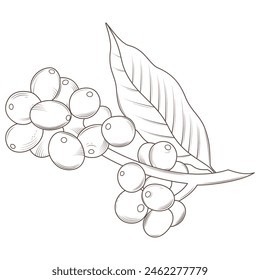 Ast mit Kaffeebohnen und Blatt. Handgezeichnete Vektorillustration Gravur Stil