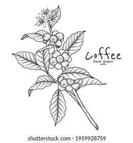 Branch of coffee with fruits and flowers Hand drawn illustration