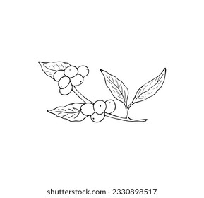 Branch of coffee plant with berries and leaves.  Hand drawn Vector isolated illustration for menu or logo.

