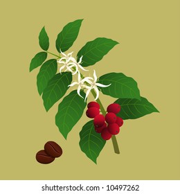 Branch of coffee plant (Coffea arabica) with flowers and berries ready for harvest.