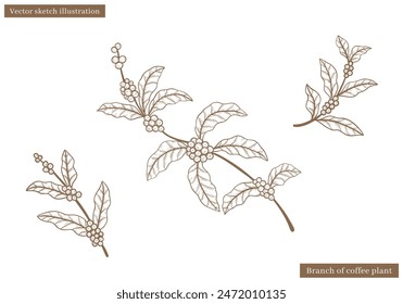 branch of coffee plant leaves with fruit in hand drawn sketch vintage illustration vector