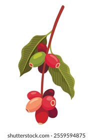 Branch of Coffee Plant with Ripe Edible Fruits Vector illustration