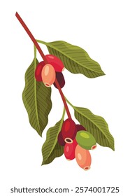 Branch of Coffee Plant with Ripe Edible Fruits Vector illustration