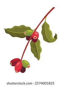 Branch of Coffee Plant with Ripe Edible Fruits Vector illustration