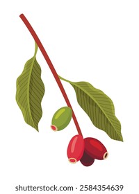 Branch of Coffee Plant with Ripe Edible Fruits Vector illustration